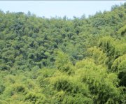 竹子的特點(diǎn)有哪些？